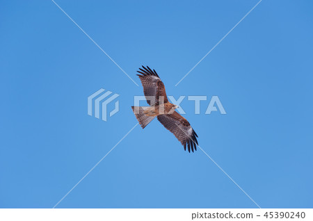 日本，北海道，Hakgeochon，鷹 45390240