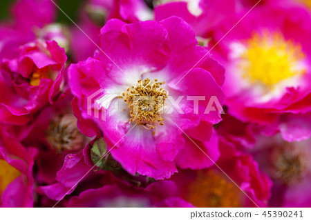 仁川, 韓國, 韓國, 戶外, 風景, 仁川夢想之地 45390241