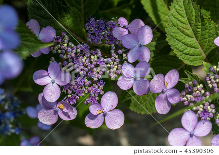 Incheon, Korea, Korea, Outdoor, Scenery, Incheon Dreamland 45390306