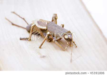 Crafts, Insects 45391806
