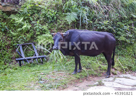 China, Guangxi Zhuang Autonomous Region, Longsheng 45391821
