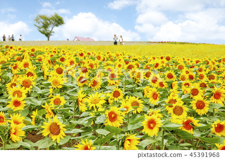 Japan, Hokkaido, Biei Town, Summer 45391968