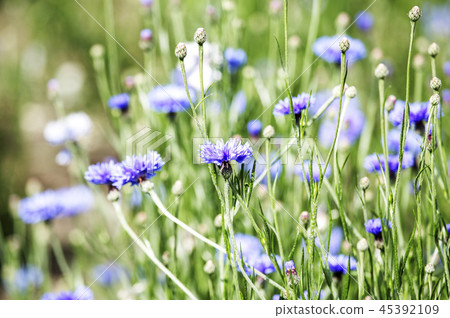 Japan, Hokkaido, Biei Town, Summer 45392109