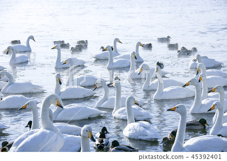 Japan, Lake Goodsharo, Winter 45392401