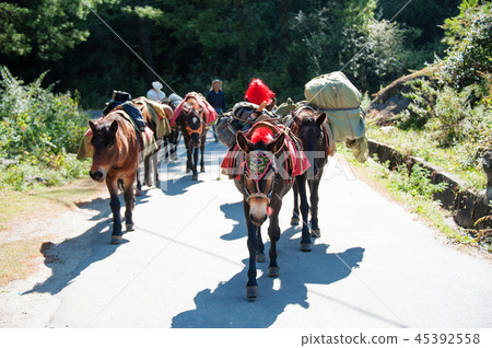 Bhutan, hiking, donkey Bhutan, hiking, donkey 45392558
