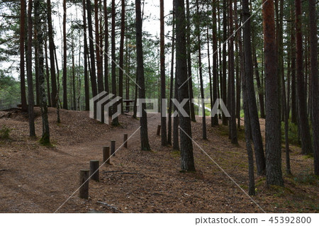 Fir and pine trees in wild forest, lit by sunlight Fir and pine trees in wild forest, lit by sunlight 45392800