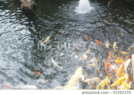 happy carp, chaina center, water, happy carp, chaina center, water, 45393376
