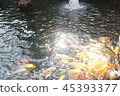 happy carp, chaina center, water, 45393377