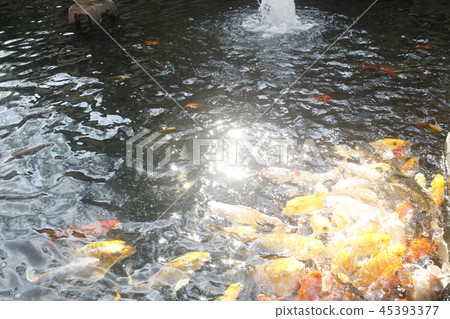 happy carp, chaina center, water, happy carp, chaina center, water, 45393377