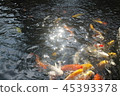 happy carp, chaina center, water, 45393378