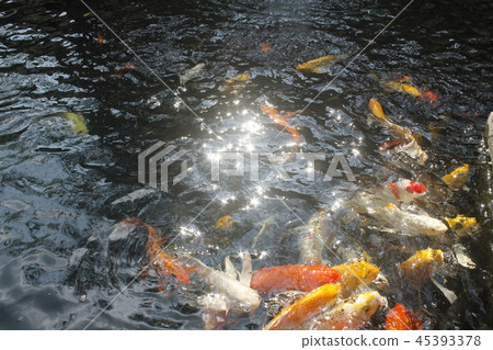 happy carp, chaina center, water, happy carp, chaina center, water, 45393378