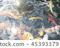 happy carp, chaina center, water, 45393379
