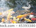 happy carp, chaina center, water, 45393380
