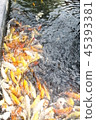 happy carp, chaina center, water, 45393381