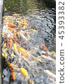 happy carp, chaina center, water, 45393382