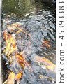 happy carp, chaina center, water, 45393383