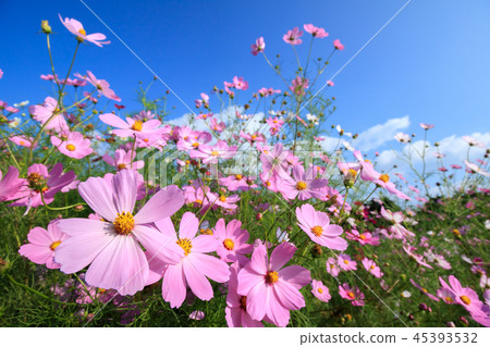 Cosmos field @ Shirakigami, Isahaya city, Nagasaki prefecture Cosmos field @ Shirakigami, Isahaya city, Nagasaki prefecture 45393532