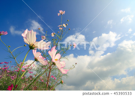 Cosmos field @ Shirakigami, Isahaya city, Nagasaki prefecture Cosmos field @ Shirakigami, Isahaya city, Nagasaki prefecture 45393533