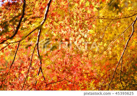 Autumn leaves spreading in front of eyes Autumn leaves spreading in front of eyes 45393625