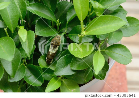 4th instar larva of Yamihaha (Yuzu) 45393641