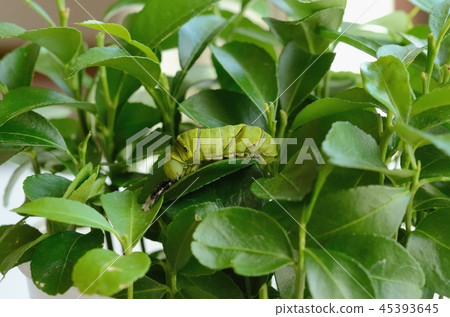 Larvae of Namihaha eating a molted skin Larvae of Namihaha eating a molted skin 45393645