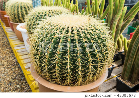 Cactus in the pot for planting arranged in rows  45393678