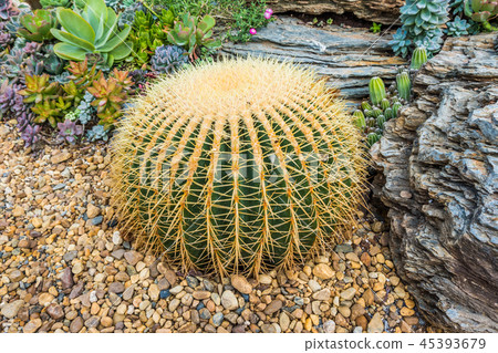 Cactus many variants decorate in the garden Cactus many variants decorate in the garden 45393679