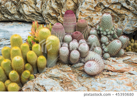Cactus many variants decorate in the garden  45393680