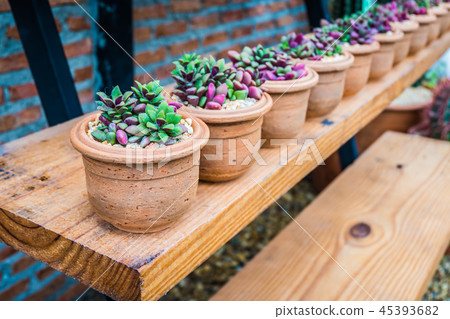 Row of small tree in beautiful pot decorate Row of small tree in beautiful pot decorate 45393682