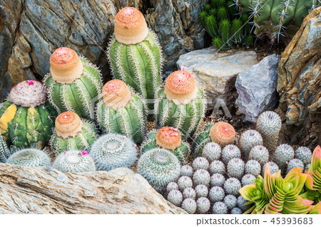 Cactus many variants decorate in the garden  45393683