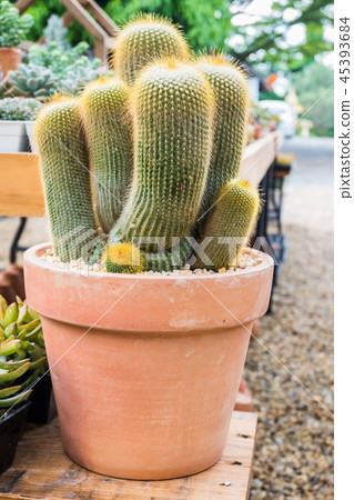 Cactus in the pot for planting arranged in rows  45393684