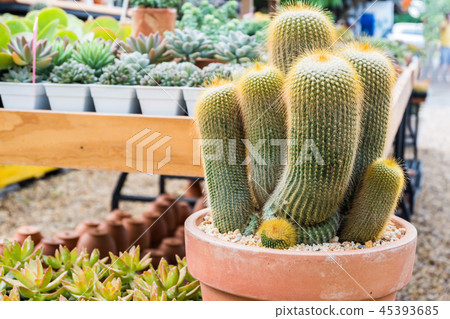 Cactus in the pot for planting arranged in rows Cactus in the pot for planting arranged in rows 45393685