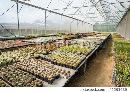 Cactus many variants in the pot for planting Cactus many variants in the pot for planting 45393686