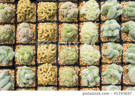 Cactus many variants in the pot for planting Cactus many variants in the pot for planting 45393687