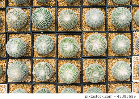 Cactus many variants in the pot for planting  45393689