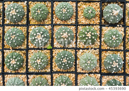 Cactus many variants in the pot for planting Cactus many variants in the pot for planting 45393690