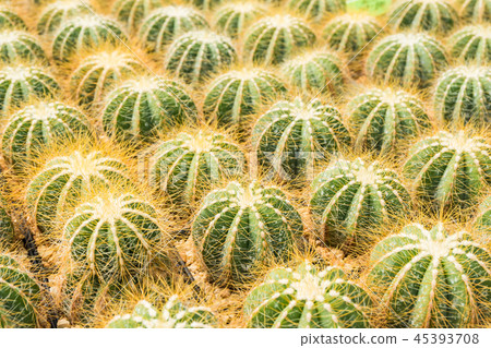 Cactus many variants in the pot for planting  45393708