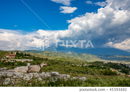 Two white domestic goats rest on old stone wall Two white domestic goats rest on old stone wall 45393882