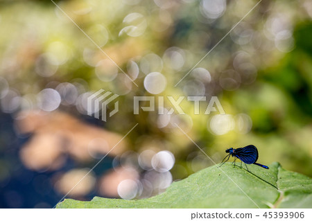 Banded demoiselle dragonfly, natural background 45393906