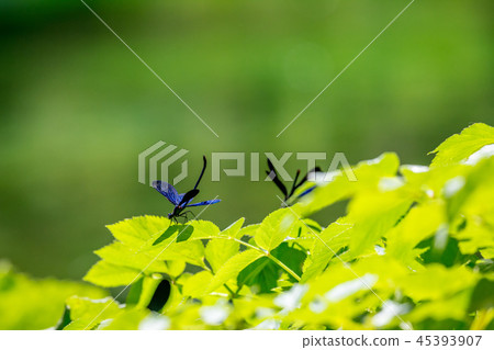Banded demoiselle dragonfly, natural background 45393907