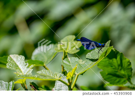 Banded demoiselle dragonfly, natural background 45393908