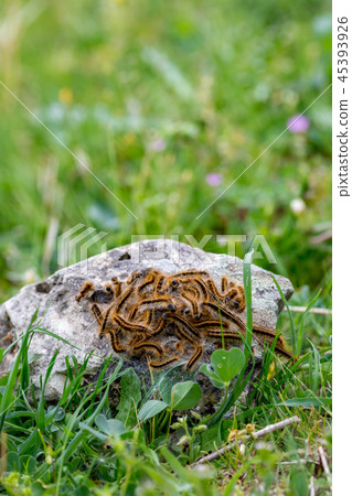 Colony, brown furry caterpillars on granite stone 45393926