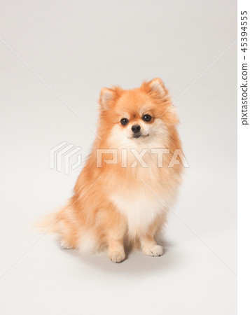 坐博美犬 坐博美犬 45394555