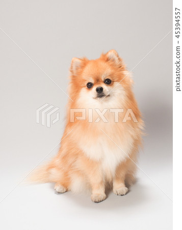 坐博美犬 45394557