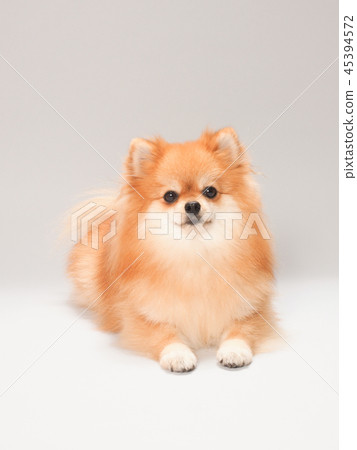 Hidden Pomeranian Hidden Pomeranian 45394572