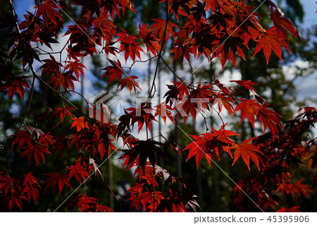 京都Bunsein 45395906