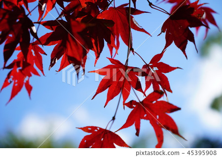 京都Bunsein 45395908