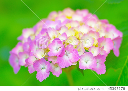 Hydrangea STF 45397276