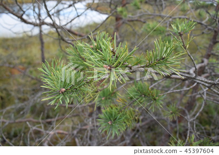 branches with young pine needles close up. branches with young pine needles close up. 45397604