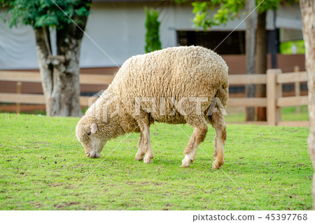 Sheep on green grass field in farm house. Sheep on green grass field in farm house. 45397768